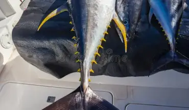 2026 Tuna Market News
