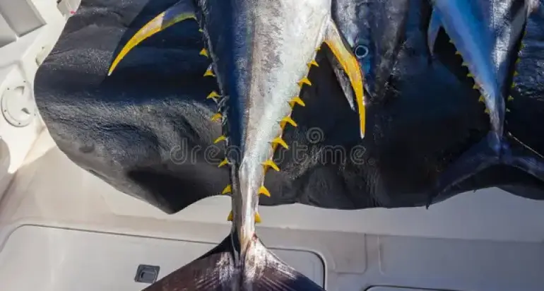 2026 Tuna Market News