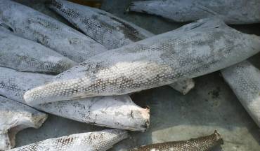 2026 Oilfish Market News
