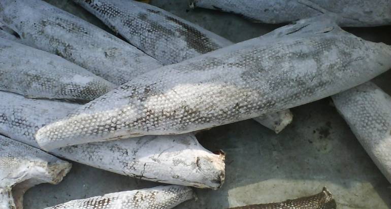 2026 Oilfish Market News