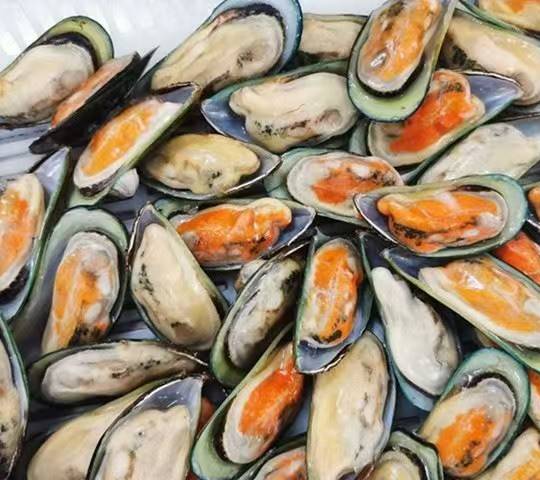Green Mussel