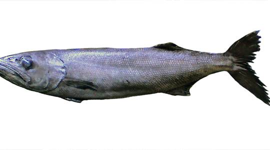 Frozen Oilfish