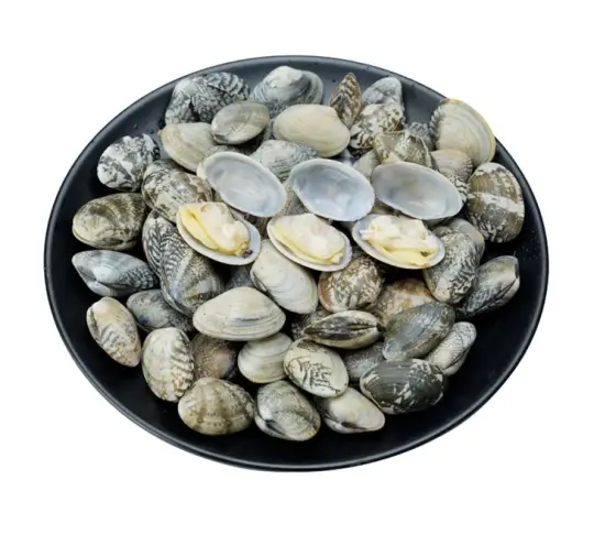 Baby Clam