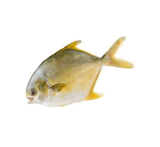 Golden Pomfret