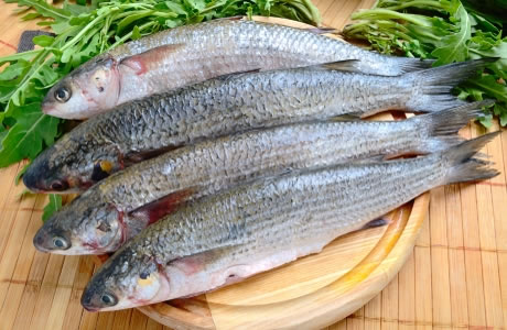 Grey Mullet